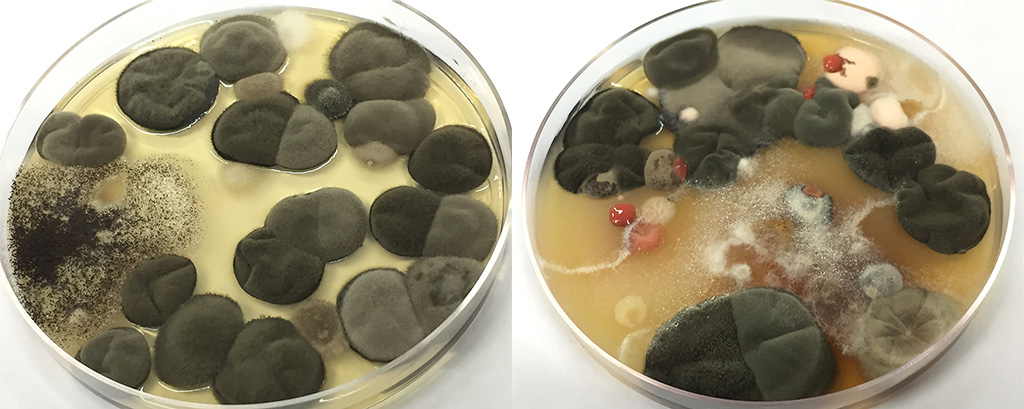 Placas de coleta de amostras de fungos após o período de incubação